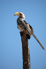 Gelbschnabeltoko / Southern yellow-billed hornbill / Tockus leucomelas