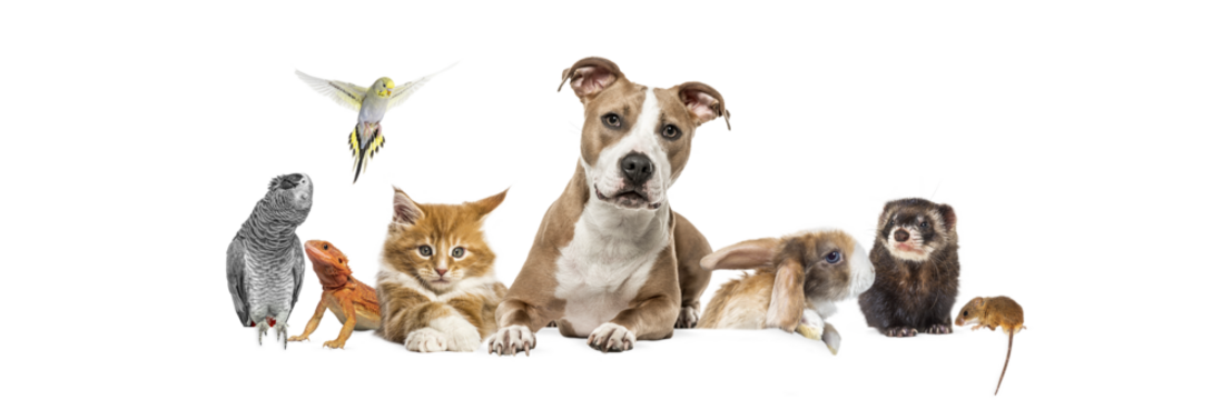 Group of pets leaning together on a empty web banner to place text.   Cats, dogs, rabbit, ferret, rodent, reptile, bird