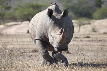 Breitmaulnashorn und Rotschnabel-Madenhacker / Square-lipped rhinoceros and Red-billed oxpecker /...