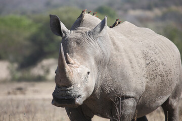 Obraz premium Breitmaulnashorn und Rotschnabel-Madenhacker / Square-lipped rhinoceros and Red-billed oxpecker / Ceratotherium simum et Buphagus erythrorhynchus