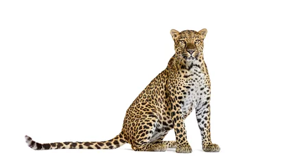 Foto op Plexiglas Spotted leopard standing in front and facing at the camera, isolated on white © Eric Isselée