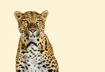 Fototapeta na wymiar Head shot, portrait of a Spotted leopard facing at the camera on a pastel creme background