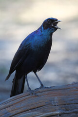 Obraz premium Riesenglanzstar / Burchell's starling / Lamprotornis australis