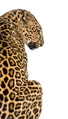 Back view of a spotted leopard looking to the side, isolated on white