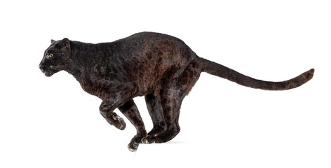 Side view of a black leopard ready to leap, panthera pardus, isolated on white background