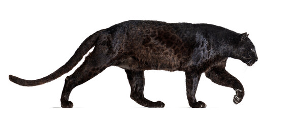 Side view of a black leopard walking away, Panthera pardus, isolated on white