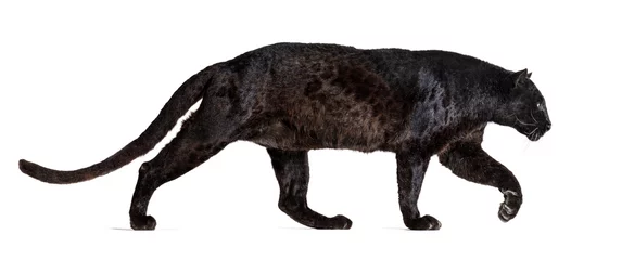 Fotobehang Luipaard Side view of a black leopard walking away, Panthera pardus, isolated on white  © Eric Isselée