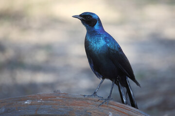 Riesenglanzstar / Burchell's starling / Lamprotornis australis