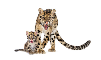 Mother Clouded leopard and her cub, Neofelis nebulosa, isolated on white