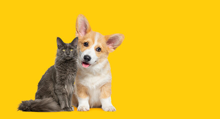 Cat and dog together, panting Puppy Welsh Corgi looking at camera and proud grey cat, on yellow...