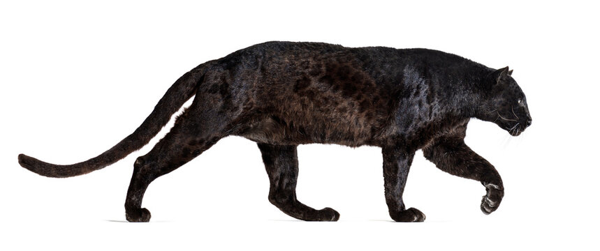 Side view of a black leopard walking away, Panthera pardus, isolated on white
