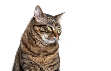 Head shot of a Tabby crossbreed cat looking sad, isolated on white