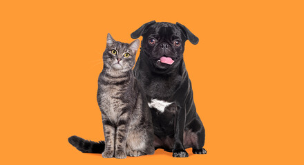 Obraz premium Dog and cat Sitting together. The pug is panting and look happy. both are looking at the camera. Isolated on oragne background