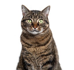 Fototapeta premium Head shot of a Tabby crossbreed cat looking at camera, isolated on white