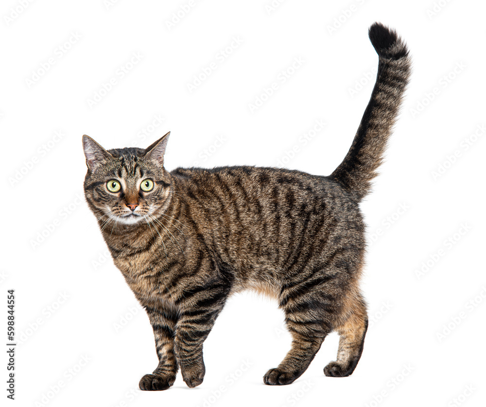 Poster side view of a tabby crossbreed cat walking and looking at camera, isolated on white