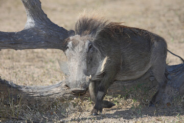 Warzenschwein / Warthog / Phacochoerus africanus