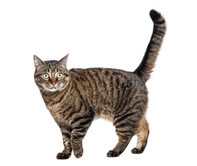 Side view of a Tabby crossbreed cat walking and looking at camera,  isolated on white