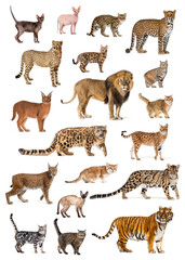 educational Poster of several breeds and species of cats, both wild and domestic, Isolated on white