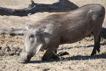 Warzenschwein / Warthog / Phacochoerus africanus