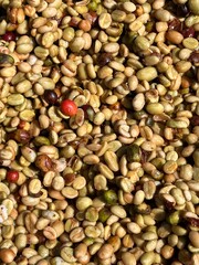 Coffee beans in the sun-drying process, the honey process, in the highland Sidama region of Ethiopia