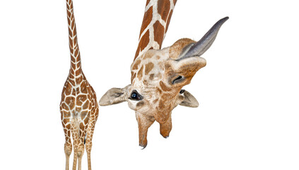 Portrait of a funny and cute giraffe upside down sticking tongue out  head down. with a perspective effect shrinking the body which creates a lot of depth, isolated on white © Eric Isselée