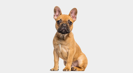 French Bulldog puppy sitting and staring, 4 months old, isolated on grey