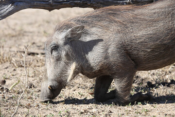 Fototapeta premium Warzenschwein / Warthog / Phacochoerus africanus