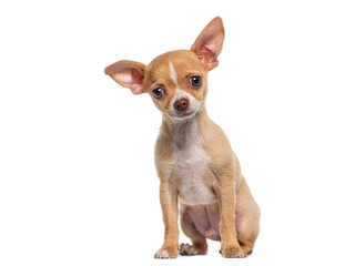 Small tan and white short haired Chihuahua puppy, dog puppy, 3 months old, isolated on white