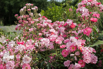 Obraz premium Delicate pastel roses close-up top view full frame. Fragrant bush of pink roses. Natural floral background. Birthday card, wedding, Valentine's Day, Mother's Day. Soft focus, space copy texture petals