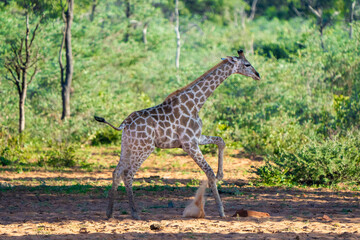 Adorable Baby Giraffe Playfully Jumping in the Wild: A Captivating Moment in Nature