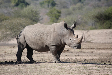 Obraz premium Breitmaulnashorn und Rotschnabel-Madenhacker / Square-lipped rhinoceros and Red-billed oxpecker / Ceratotherium simum et Buphagus erythrorhynchus