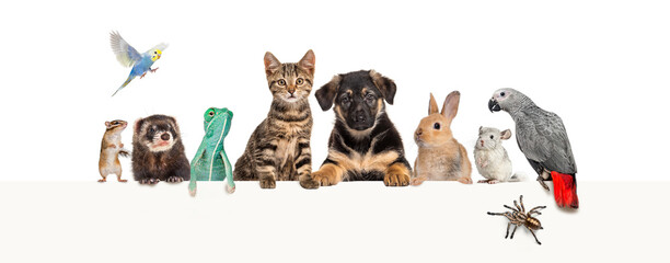 Group of pets leaning together on a empty web banner to place text.   Cats, dogs, rabbit, ferret,...