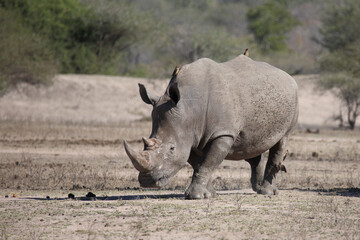 Breitmaulnashorn und Rotschnabel-Madenhacker / Square-lipped rhinoceros and Red-billed oxpecker /...