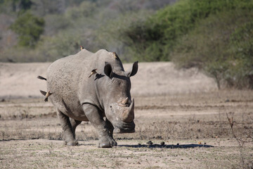 Obraz premium Breitmaulnashorn und Rotschnabel-Madenhacker / Square-lipped rhinoceros and Red-billed oxpecker / Ceratotherium simum et Buphagus erythrorhynchus