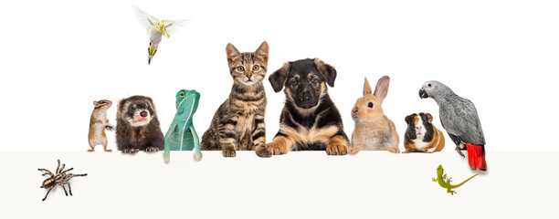 Group of pets leaning together on a empty web banner to place text. Cat, dog, rabbit, ferret, rodent, reptile, bird, spider