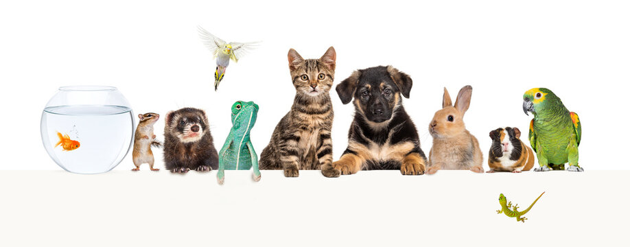 Group of pets leaning together on a empty web banner to place text.   Cats, dogs, rabbit, ferret, rodent, reptile, bird