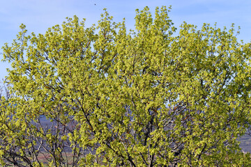 Fototapeta na wymiar New flowers and leaves of the Montpellier maple (Acer monspessulanum)