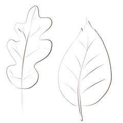 Handdraw leaves pencil clipart isolated. Doodle illustration
