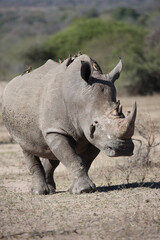 Fototapeta premium Breitmaulnashorn und Rotschnabel-Madenhacker / Square-lipped rhinoceros and Red-billed oxpecker / Ceratotherium simum et Buphagus erythrorhynchus