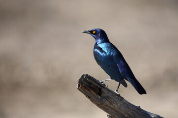 Grünschwanz-Glanzstar / Greater blue-eared starling / Lamprotornis chalybaeus.