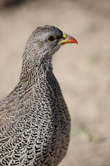 Natalfrankolin / Natal francolin / Francolinus natalensis.