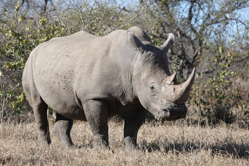 Obraz premium Breitmaulnashorn / Square-lipped rhinoceros / Ceratotherium simum