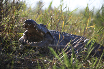 Nilkrokodil / Nile crocodile / Crocodylus niloticus..