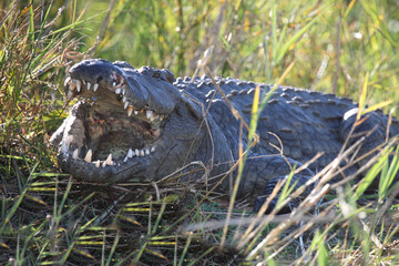 Nilkrokodil / Nile crocodile / Crocodylus niloticus..