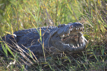 Fototapeta premium Nilkrokodil / Nile crocodile / Crocodylus niloticus..