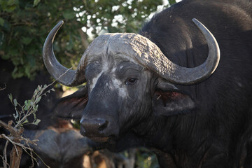 Kaffernbüffel / African buffalo / Syncerus caffer