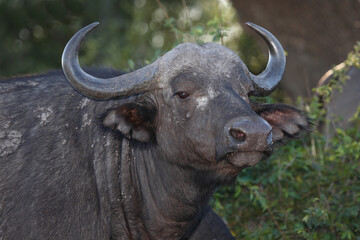 Kaffernbüffel / African buffalo / Syncerus caffer.