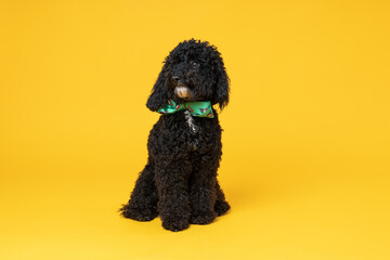 Cute black Toy poodle dog on yellow background