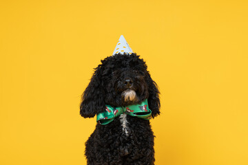 Black Toy poodle dog on yellow background, Dog Birthday