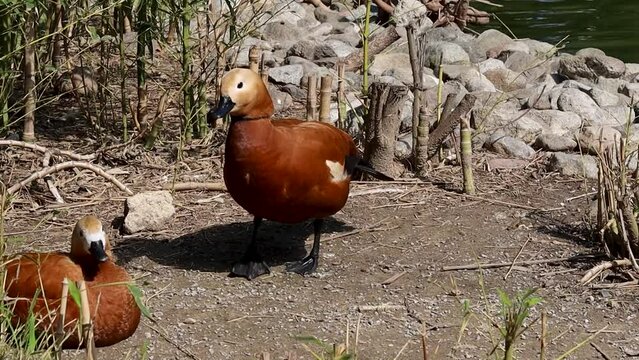 Beautiful Red duck Ogar on a sunny day near the lake